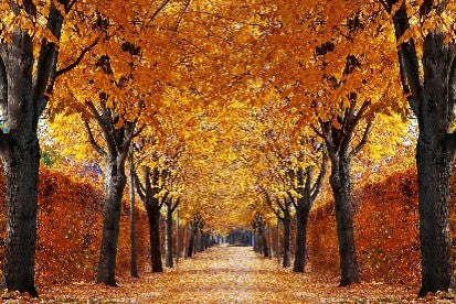 Autumn Scene Print in Gold Mirror Frame 60 x 40cm