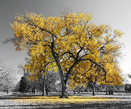 Autumn Tree Print in Gold Mirror Frame 60 x 50cm